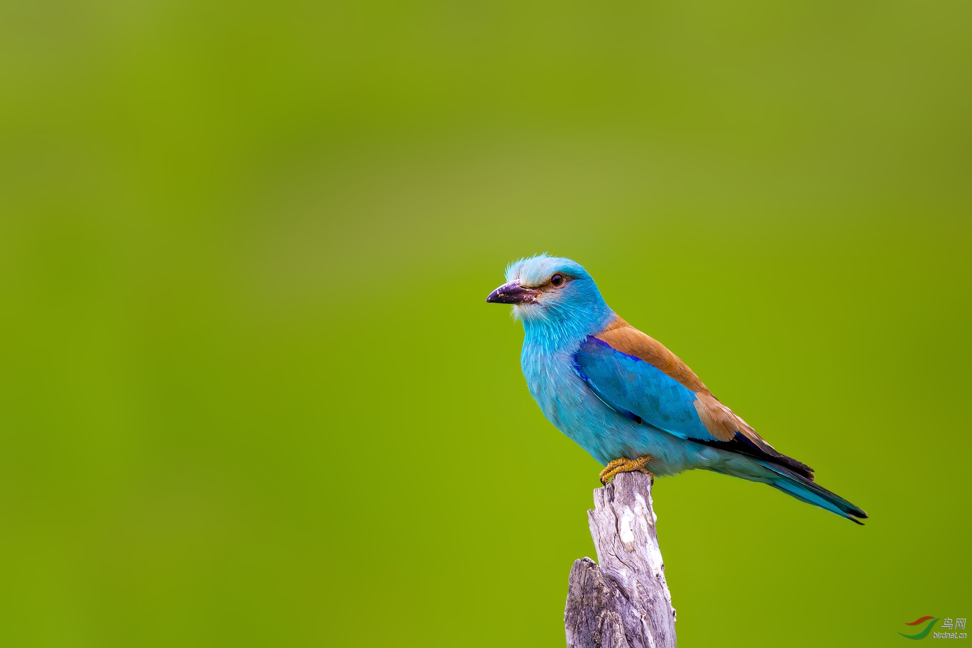 蓝胸佛法僧的标准像