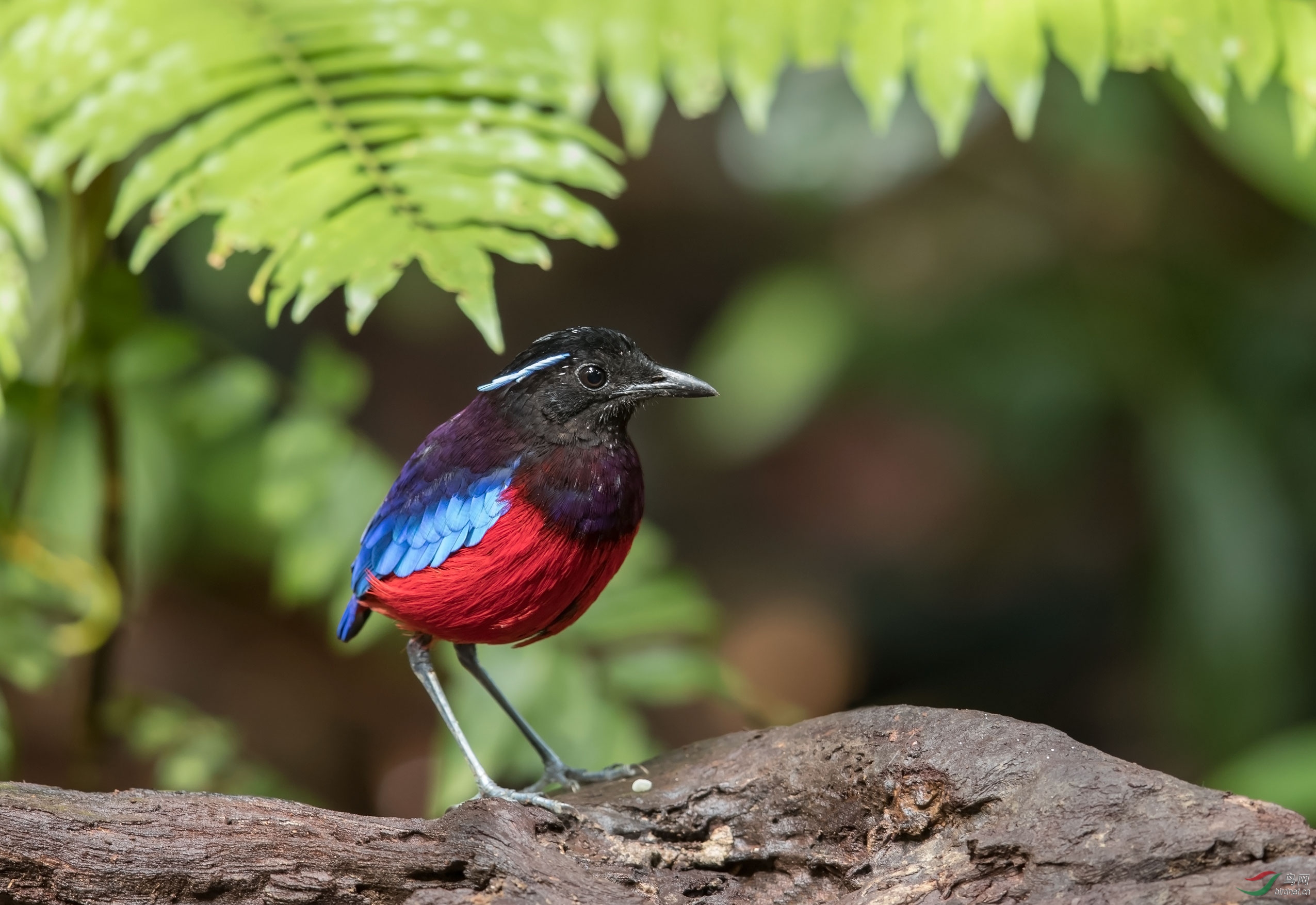 山打根的黑头八色鸫