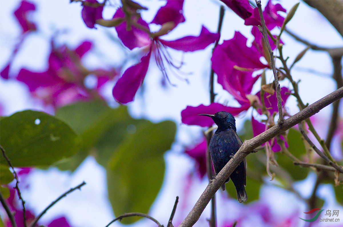 林鸟紫色花蜜鸟保山