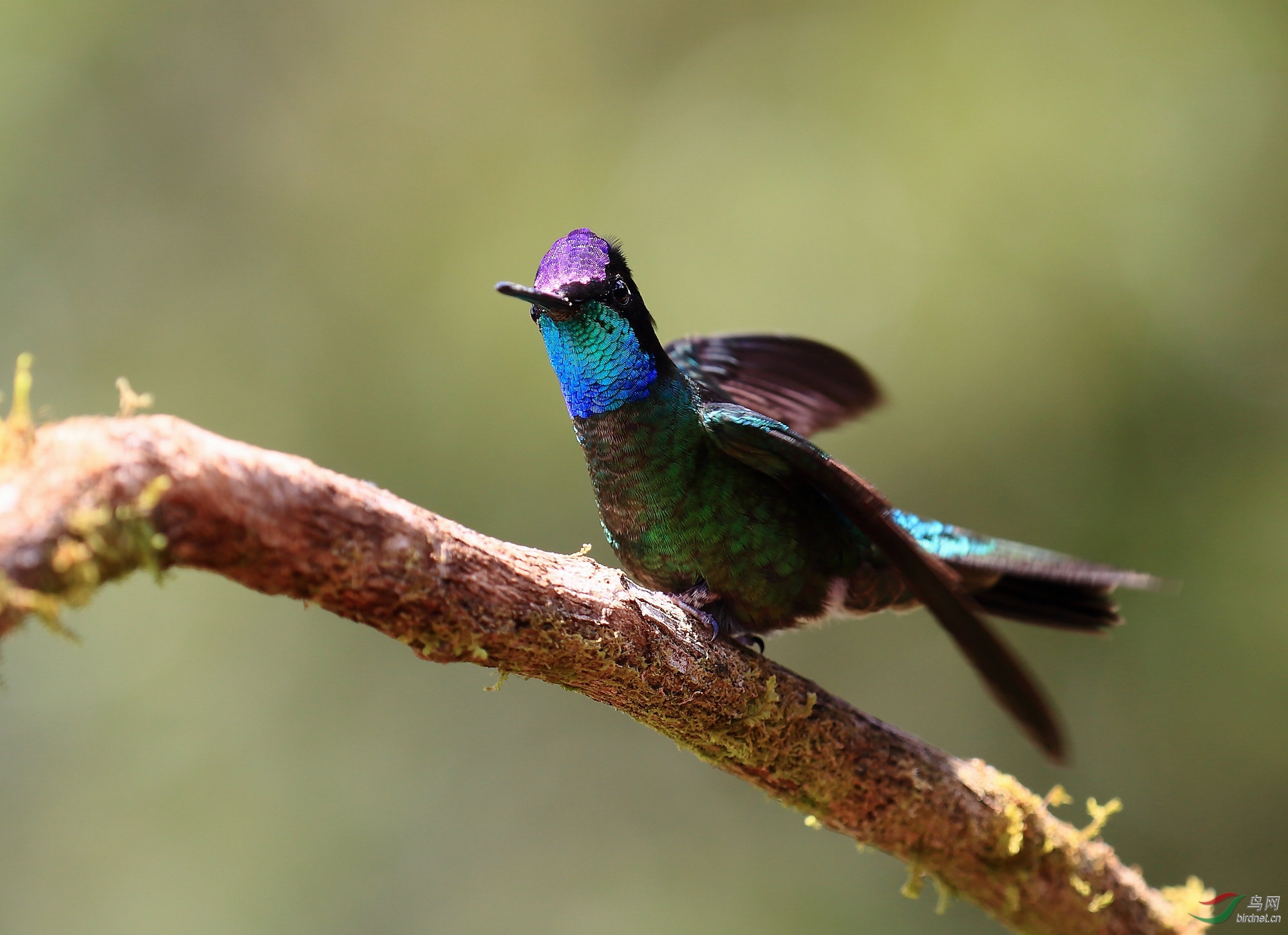 大蜂鸟学习拍蜂鸟贺图3获首页每日精华