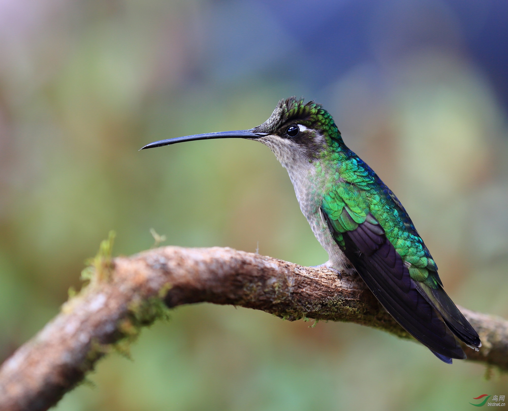 大蜂鸟学习拍蜂鸟贺图3获首页每日精华