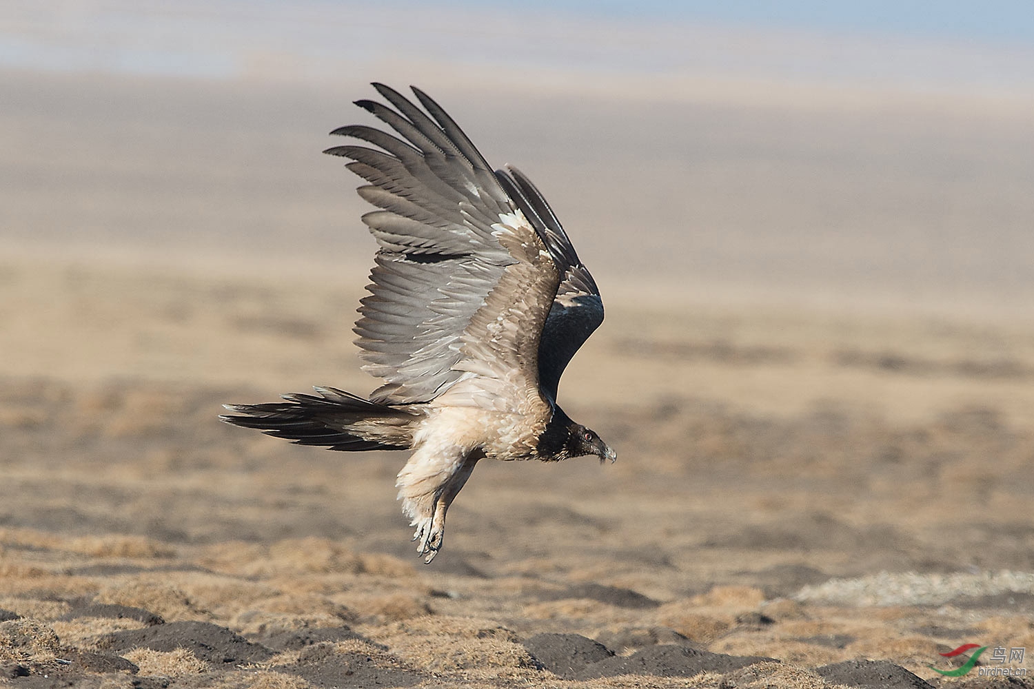 起飞的胡兀鹫