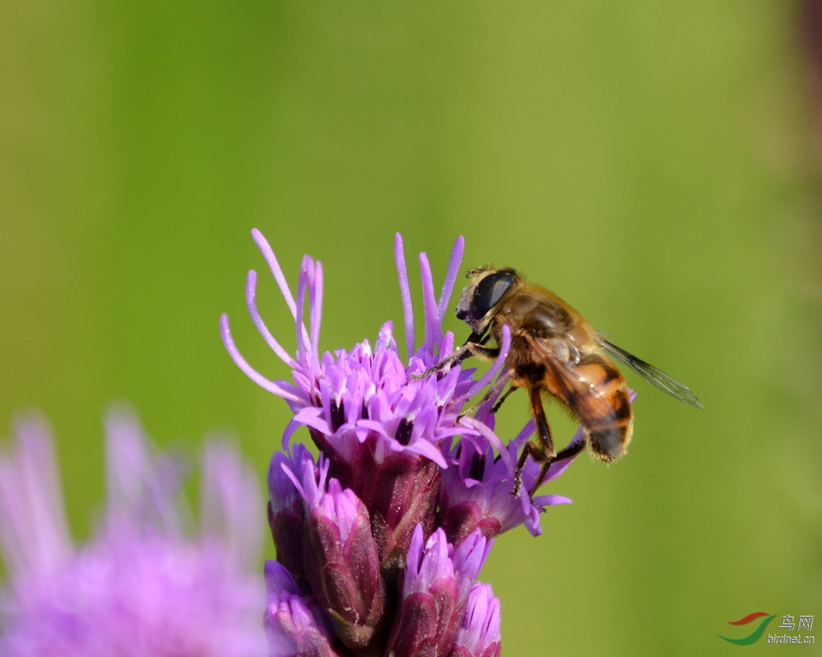 蜜蜂采花大自然图片图片