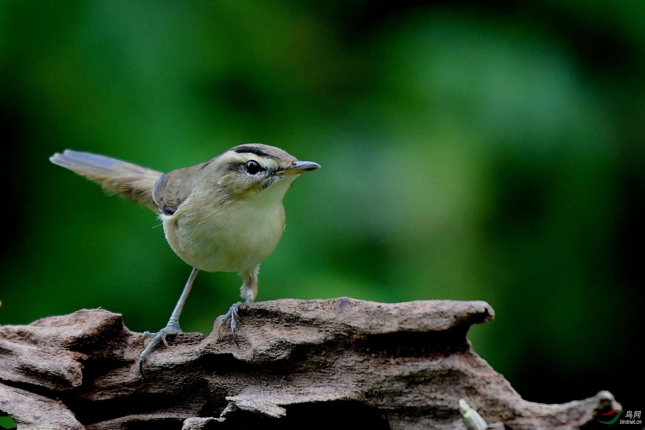 黑眉,红点核 520_副本.jpg