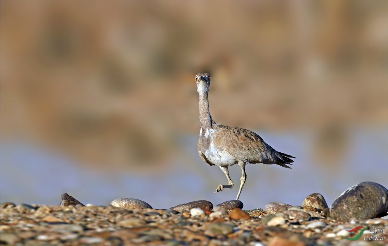 波斑鸨波斑鸨祝贺荣获首页精华
