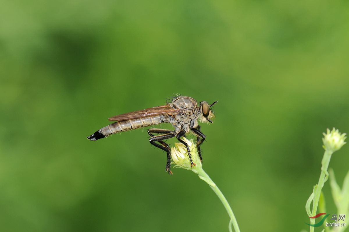 食蟲虻