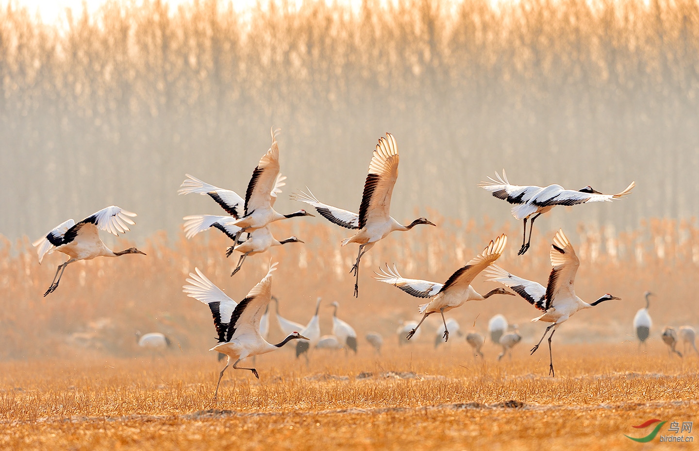 群鹤飞舞