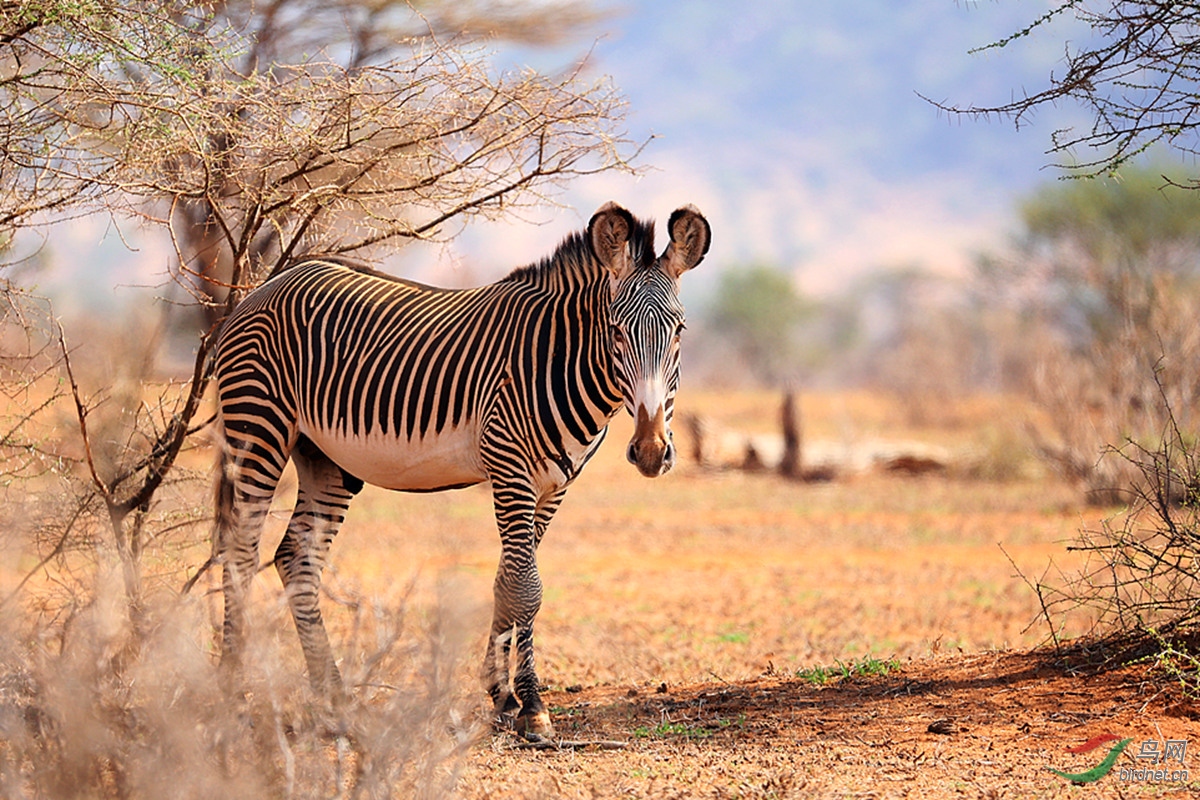 肯尼亚行(1)——细纹斑马