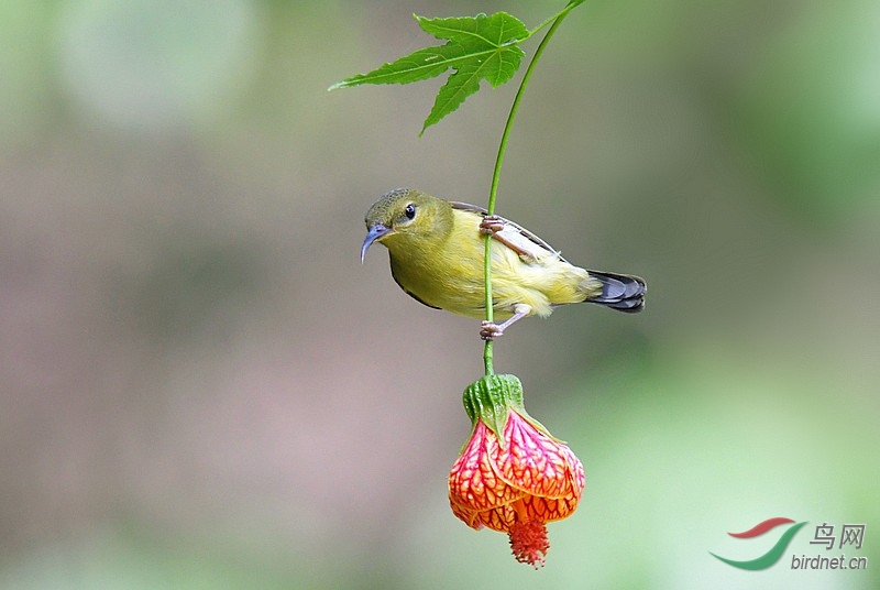 灯龙花上的小精灵