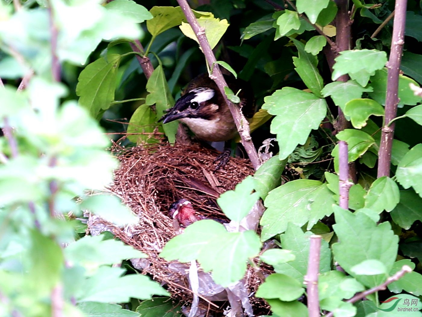 白头翁我跟拍十天就出窝父母很辛苦