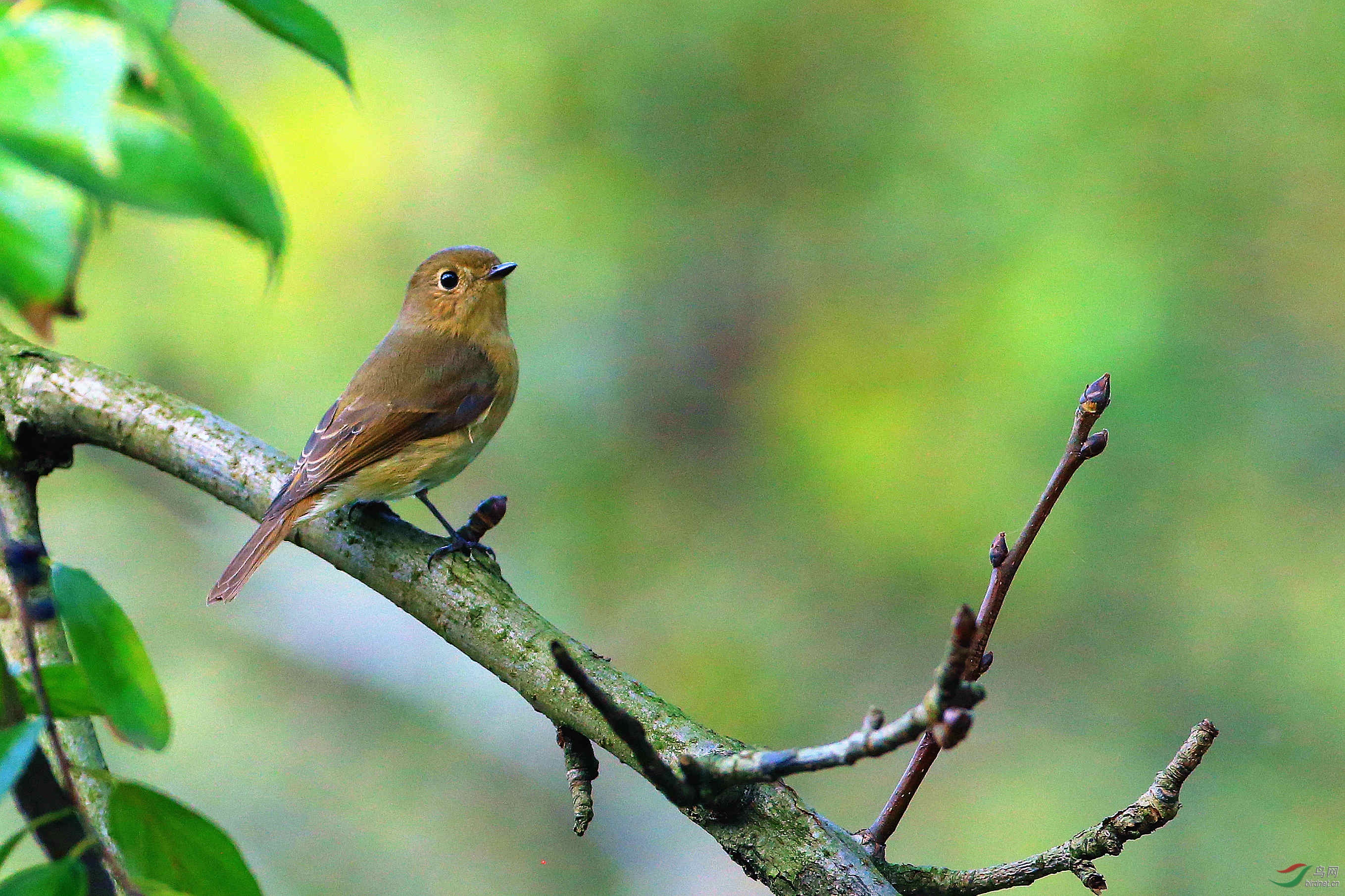 首拍,锈胸蓝姬鹟