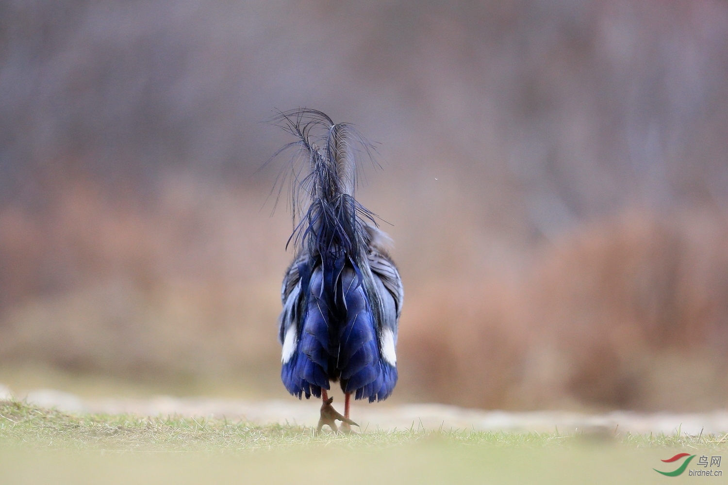 尾羽—蓝马鸡