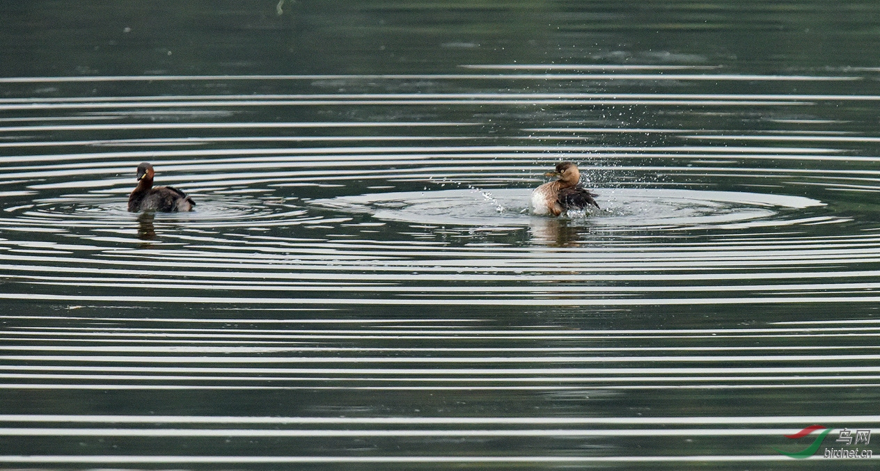 DSC_3900.jpg