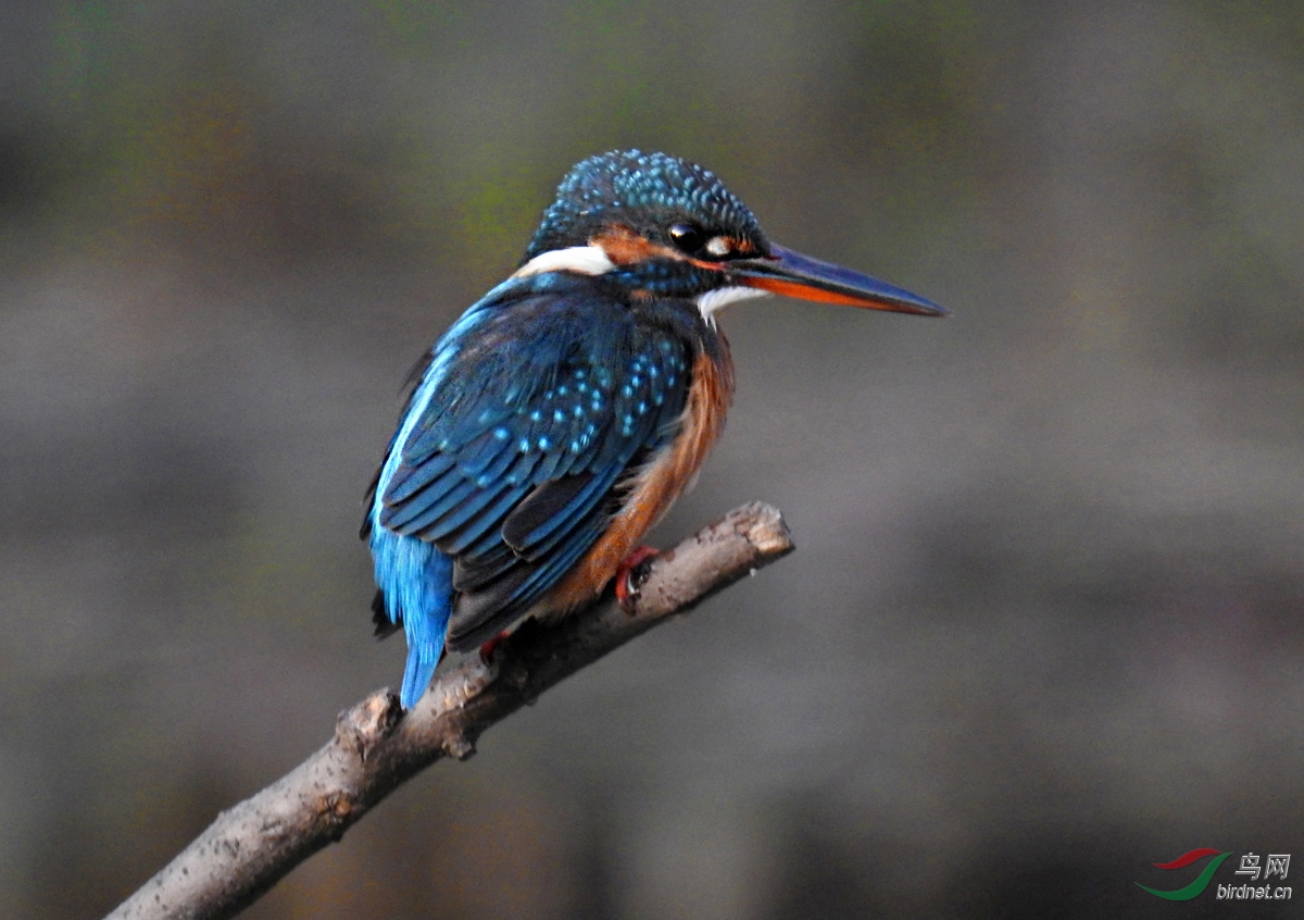 DSCN8567 ����.jpg