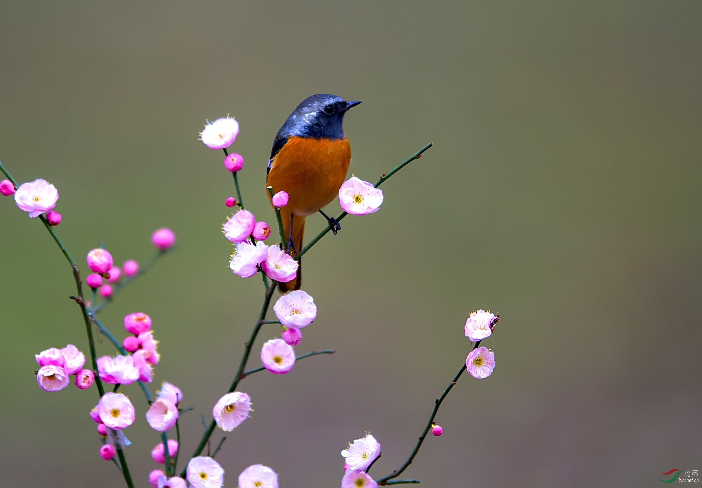 梅花枝上的北红