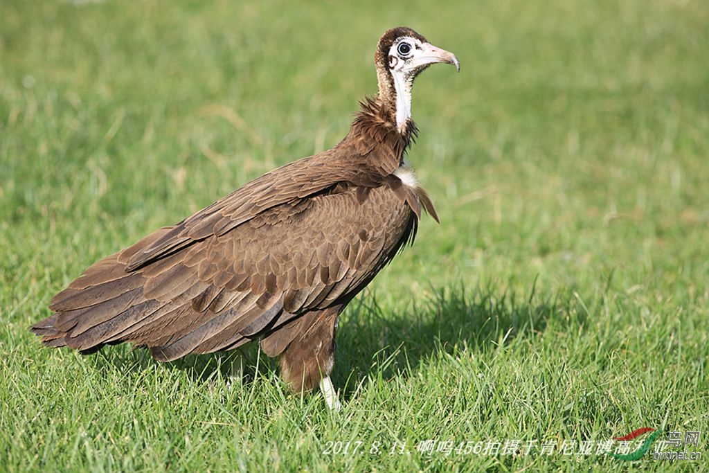 头巾兀鹫年轻的时候