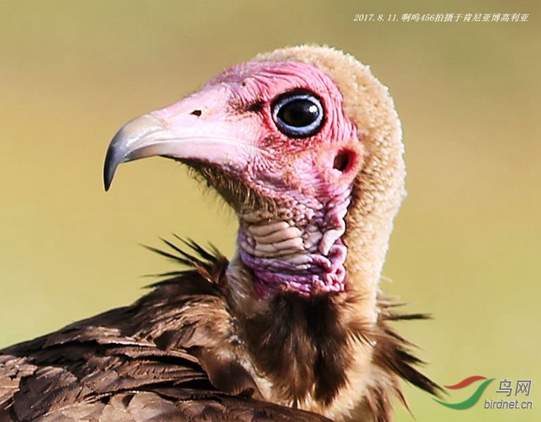 头巾兀鹫年轻的时候