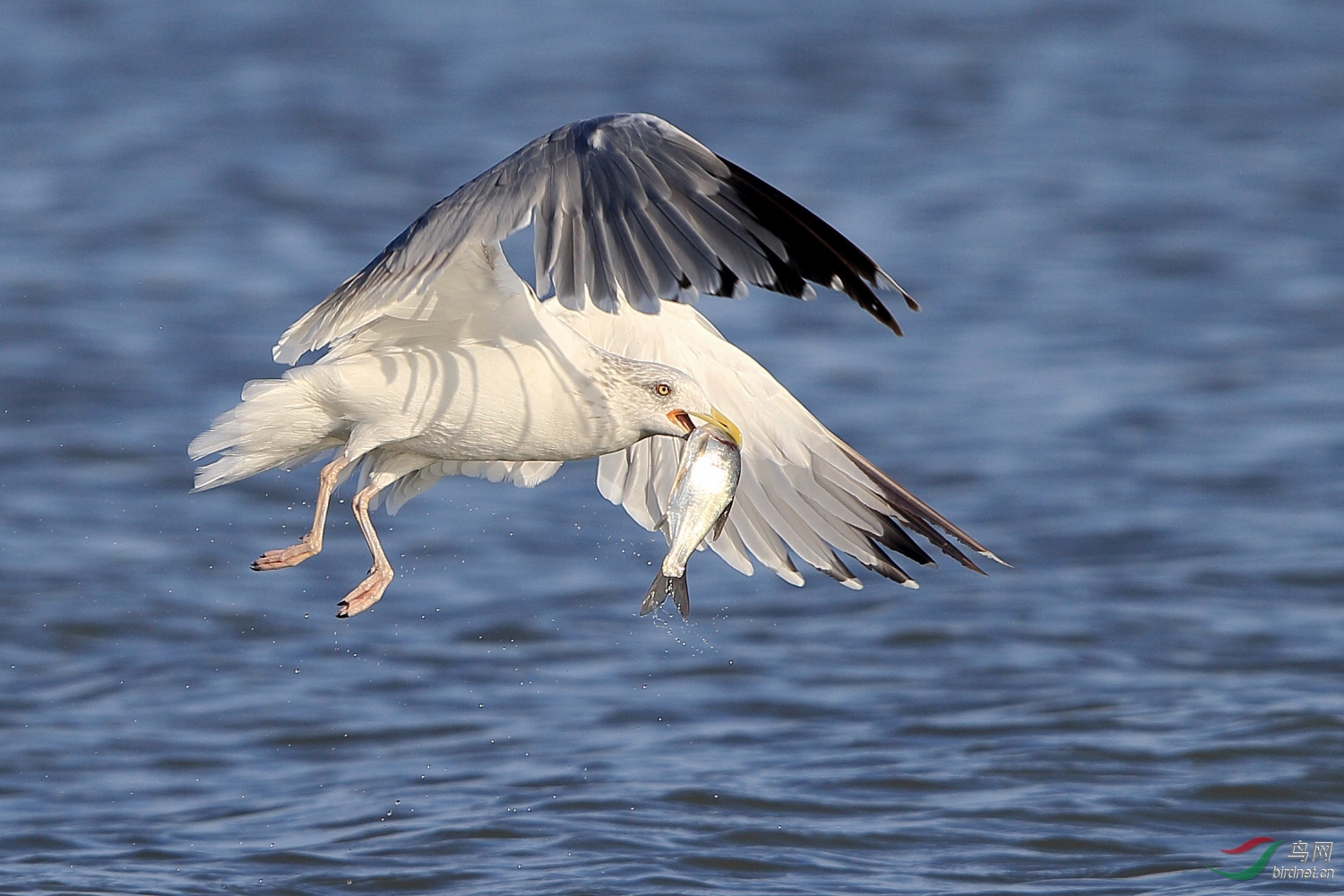 银鸥捕鱼