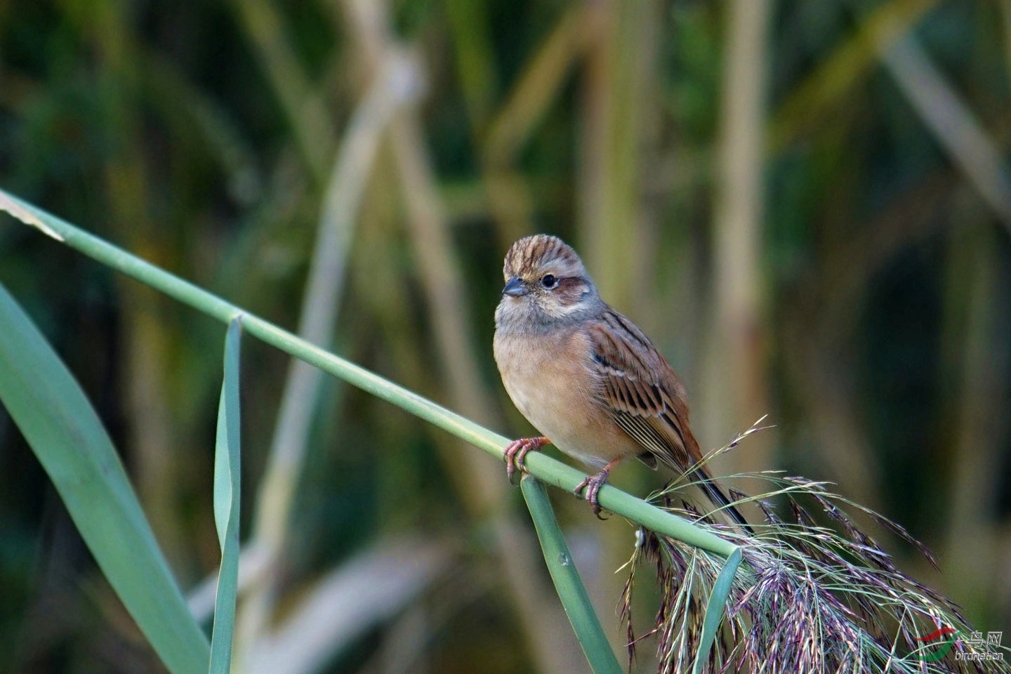 比麻雀稍小叫啥名?