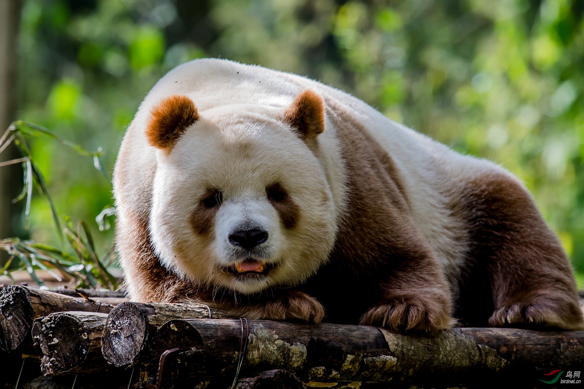 圈养的棕色大熊猫