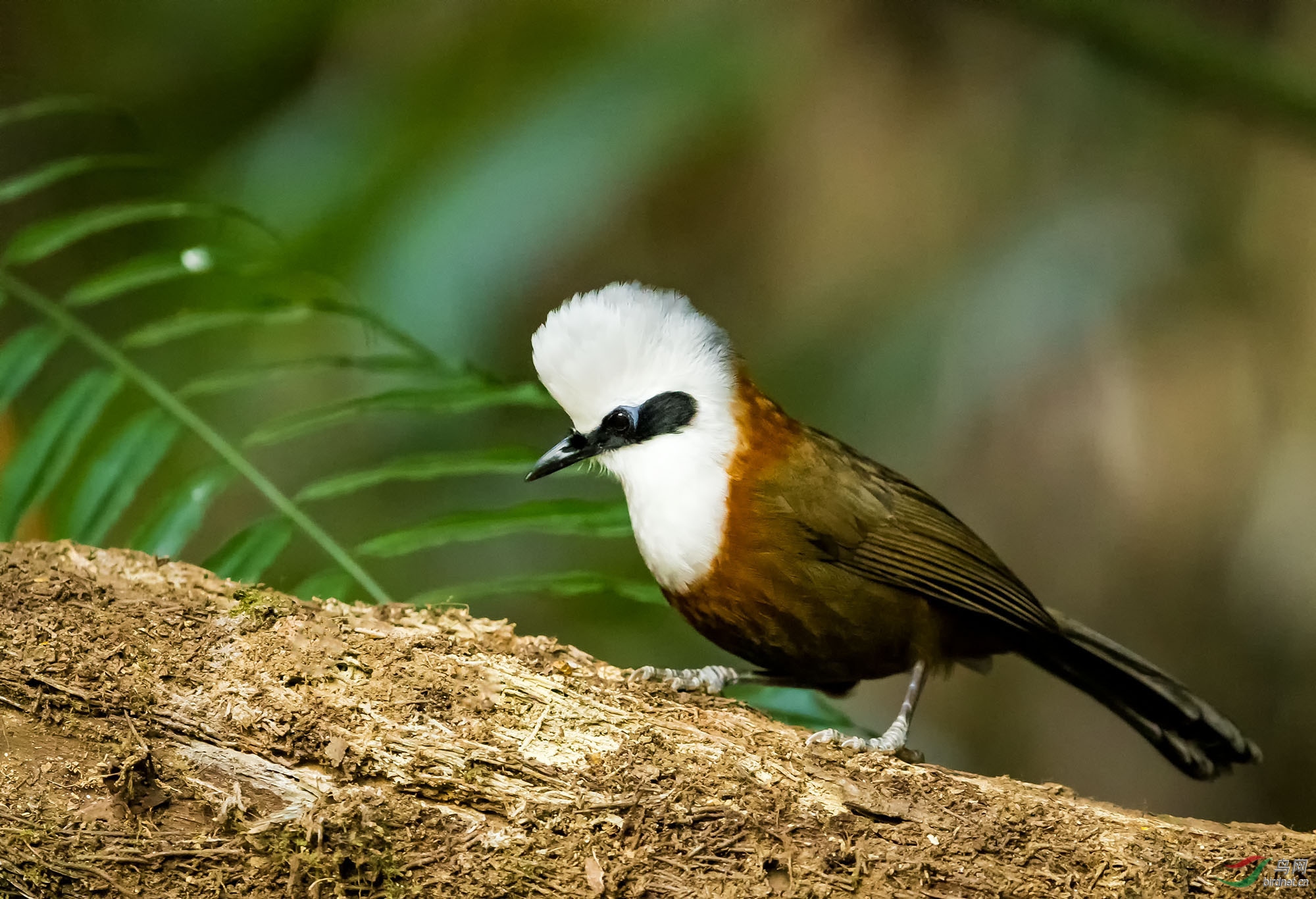 白冠噪鹛——问好