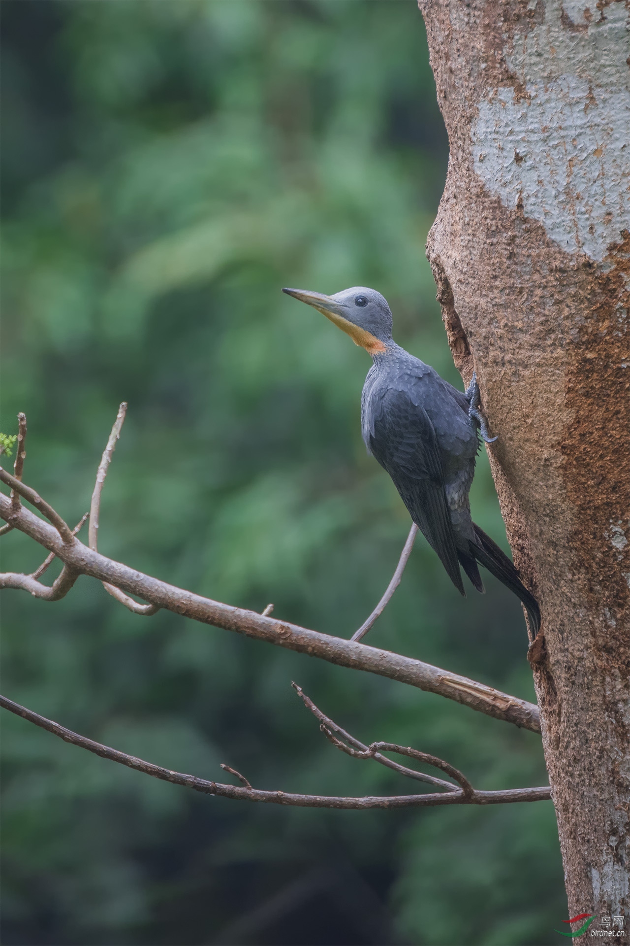 大灰啄木鸟