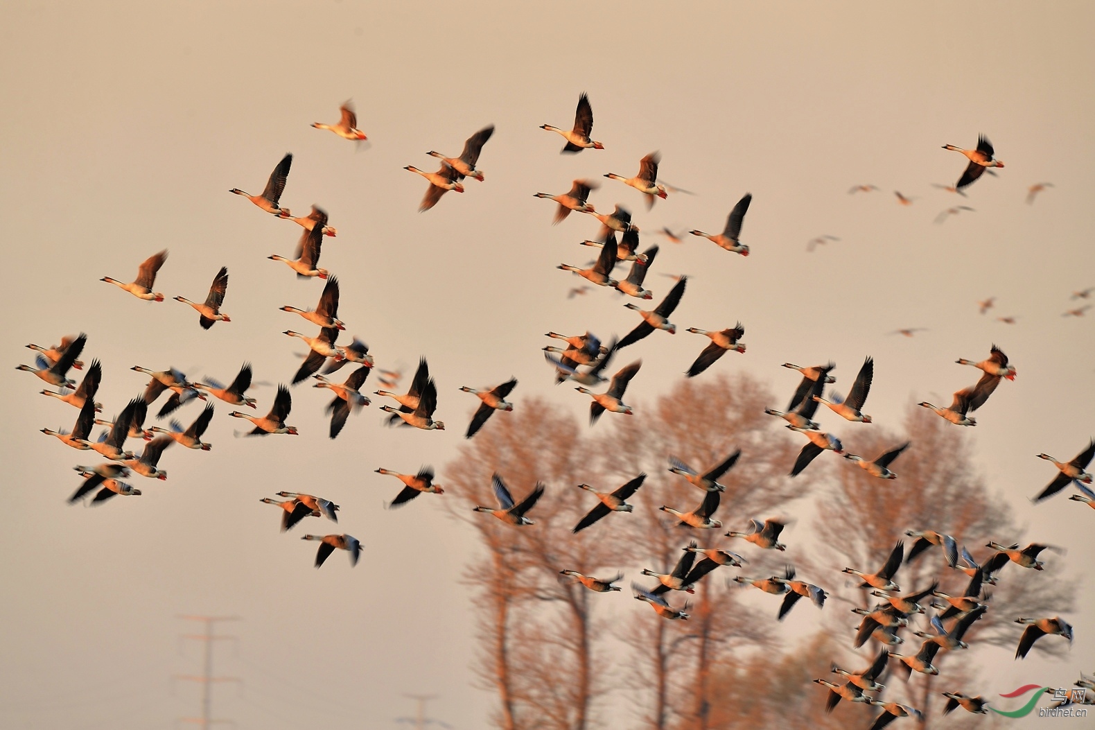 鸿雁群雁祝贺荣获首页精华