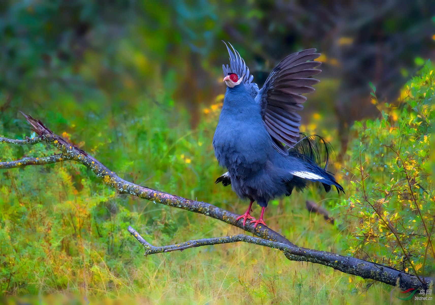 张翅……蓝马鸡