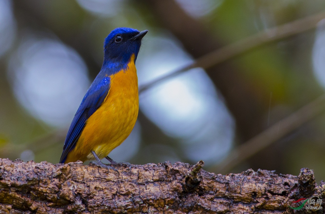 棕腹蓝仙鹟-台湾