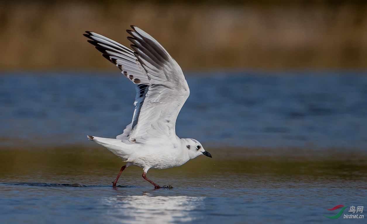 濒危物种黑嘴鸥