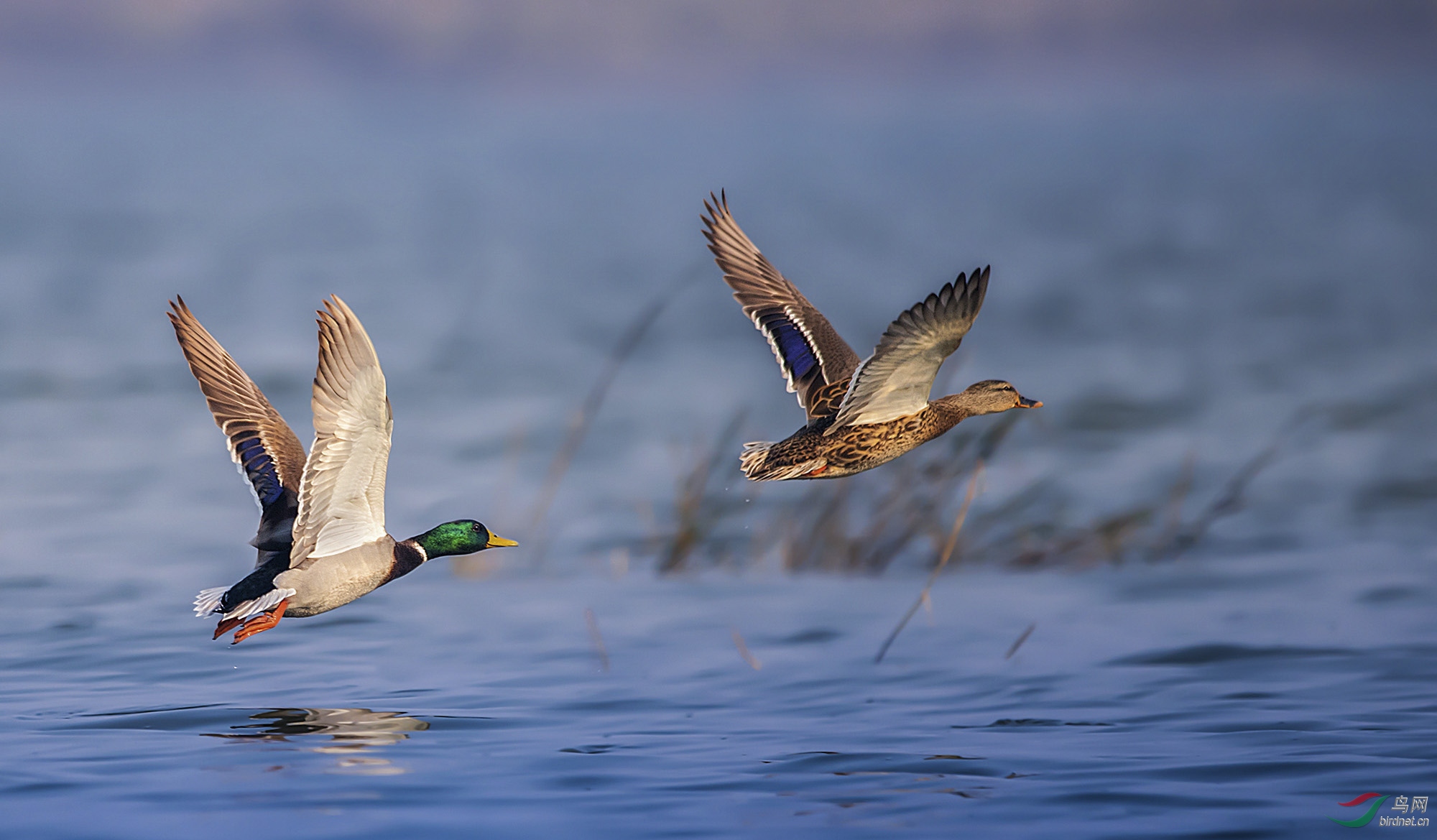 野鸭子的春天绿头鸭