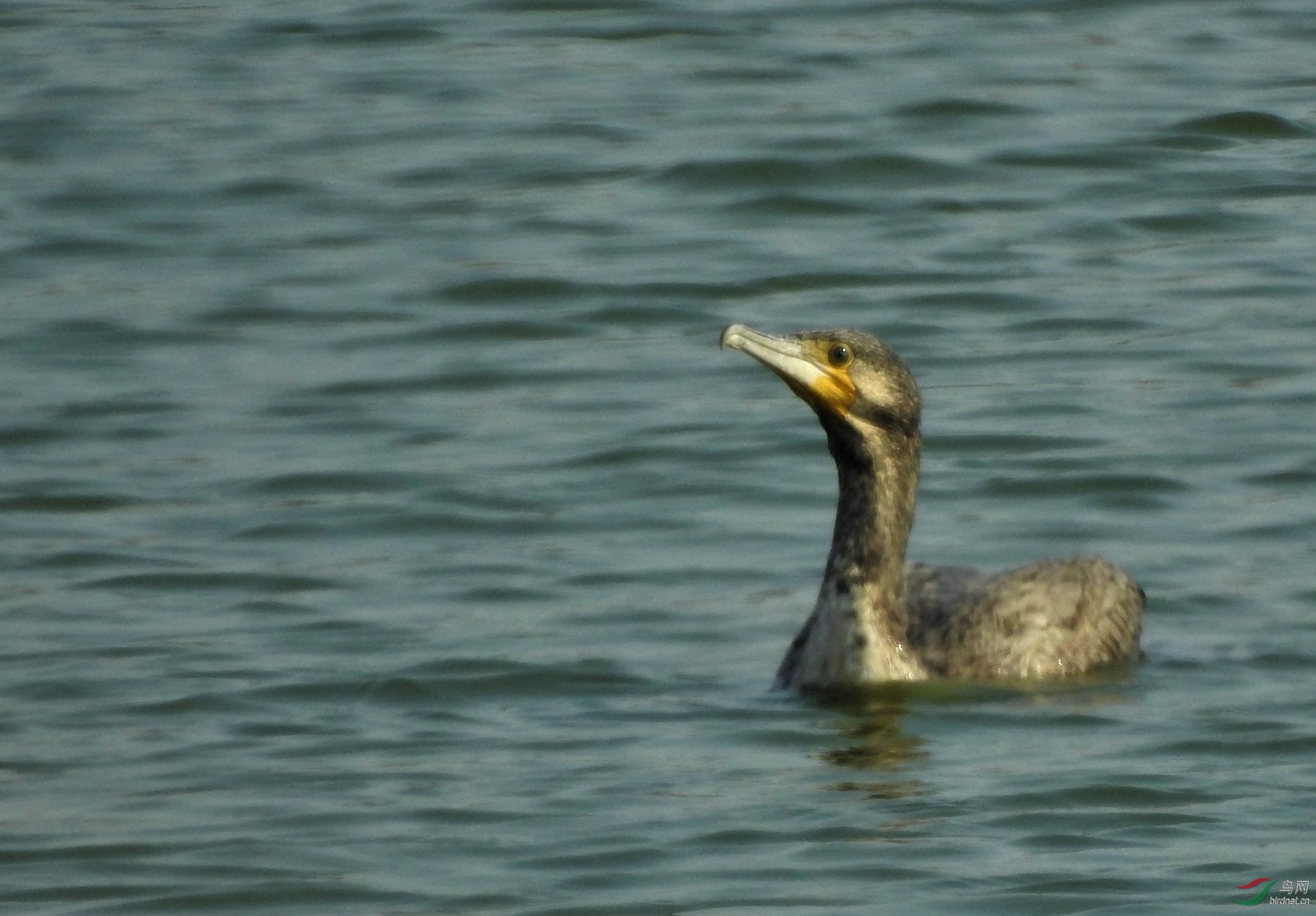 2017��ֻ������