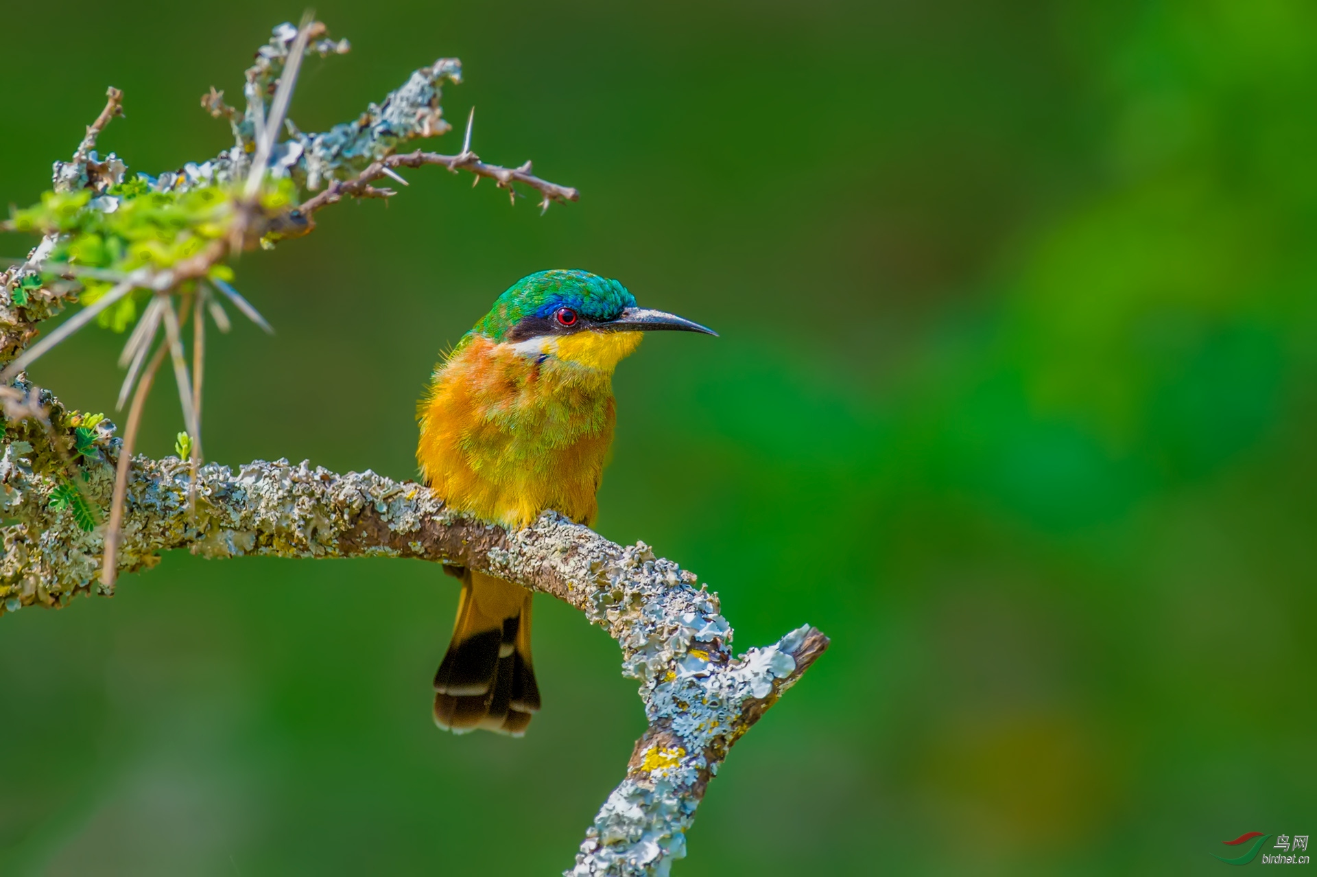小蜂虎非洲小蜂虎祝贺首页精华
