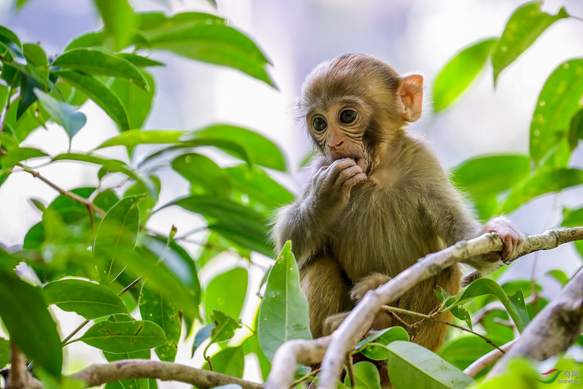 创意惊讶黔灵山野生小狝猴