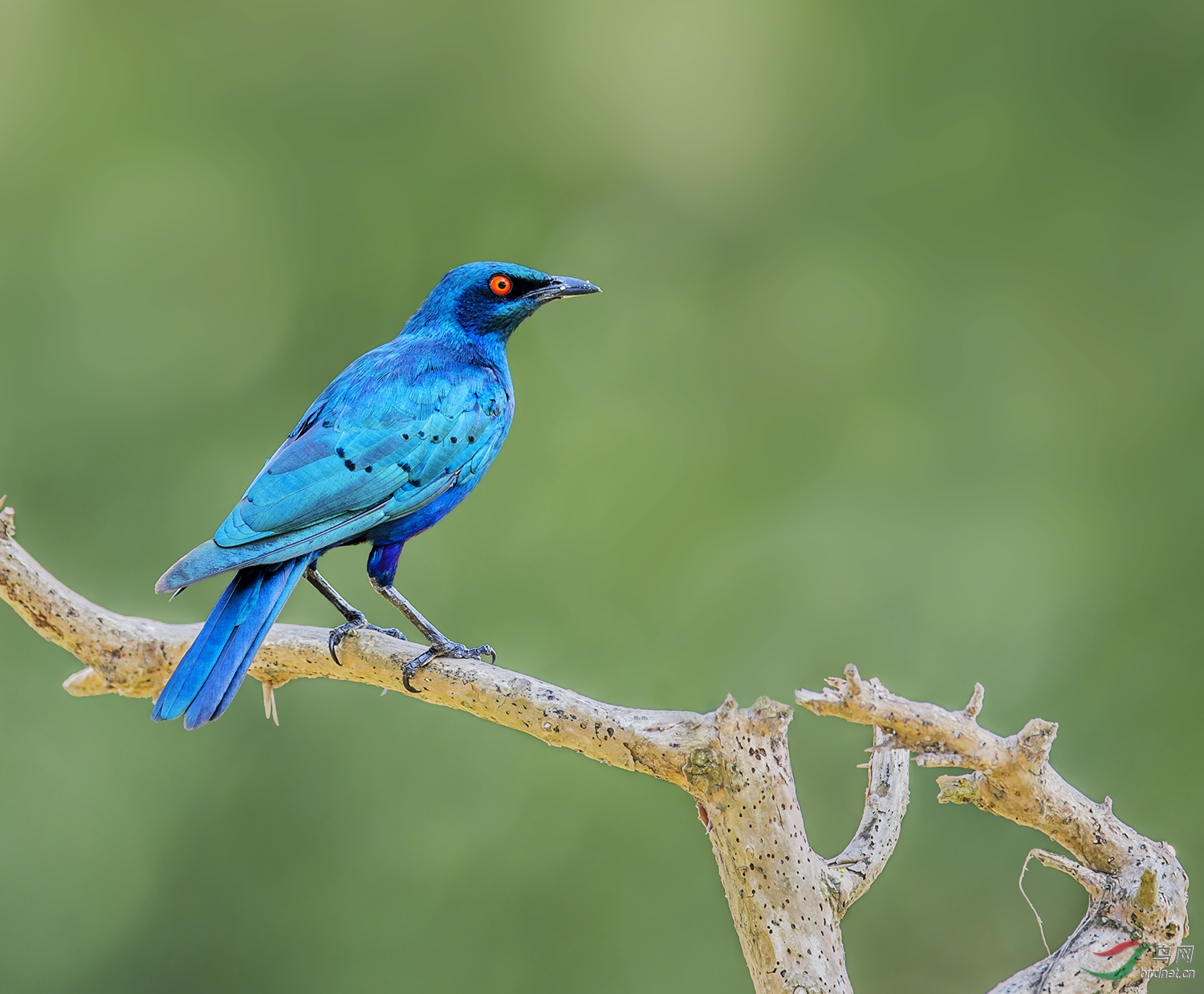 (蓝耳丽椋鸟)聚精会神(荣获首页精华)