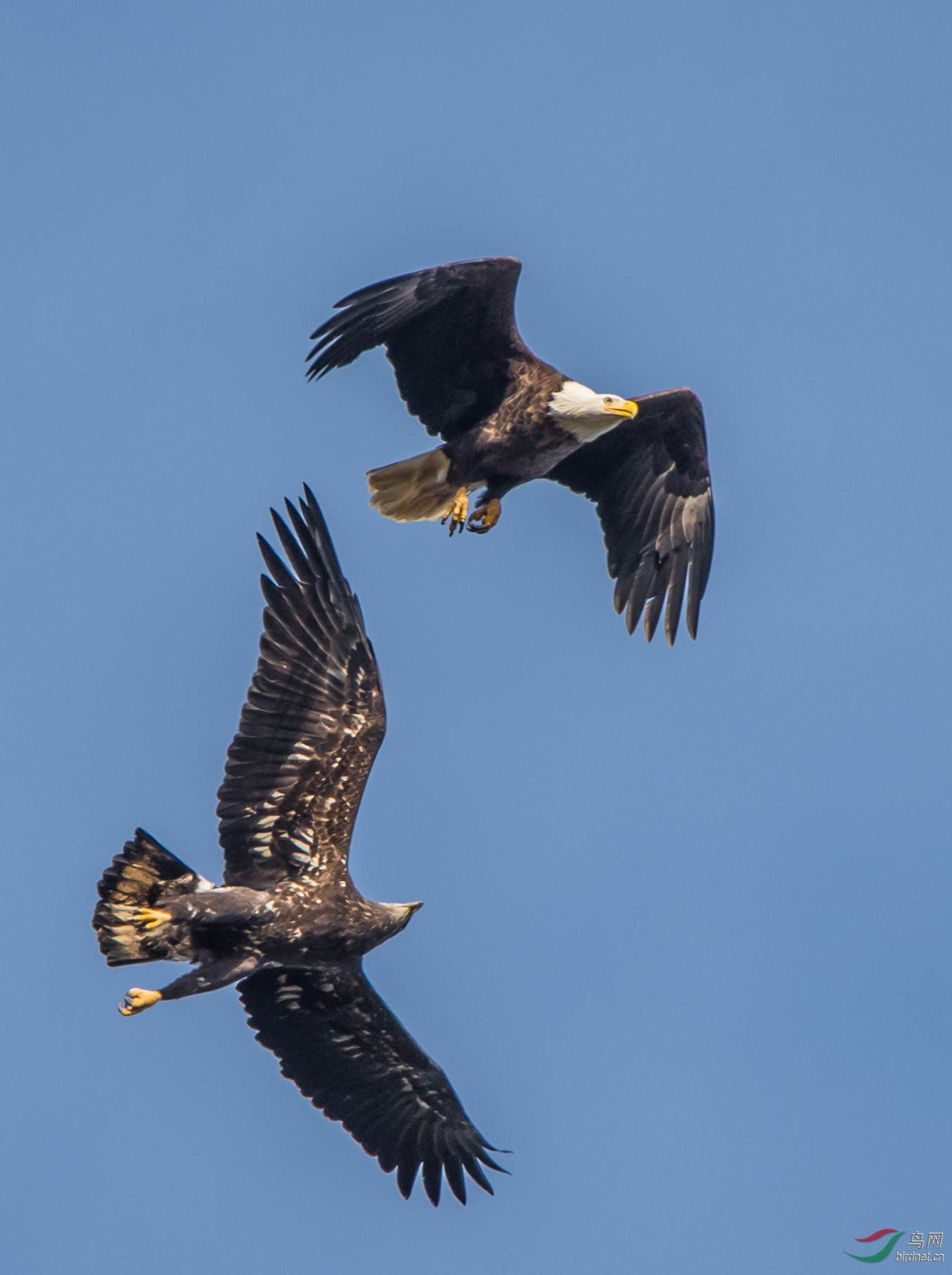 美国国鸟白头海雕