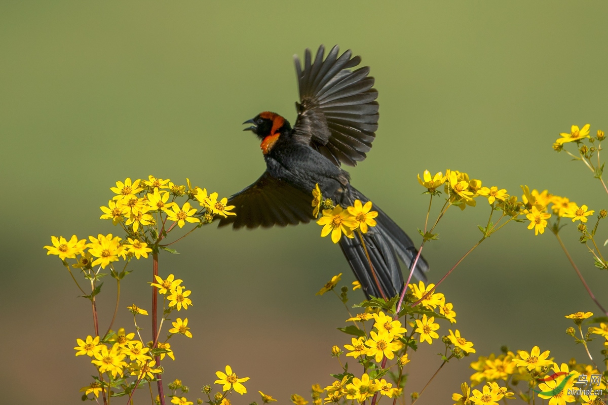 [林鸟] (红领巧织雀)形如其名的长尾黑寡妇鸟 ------ 贺荣获每日精华