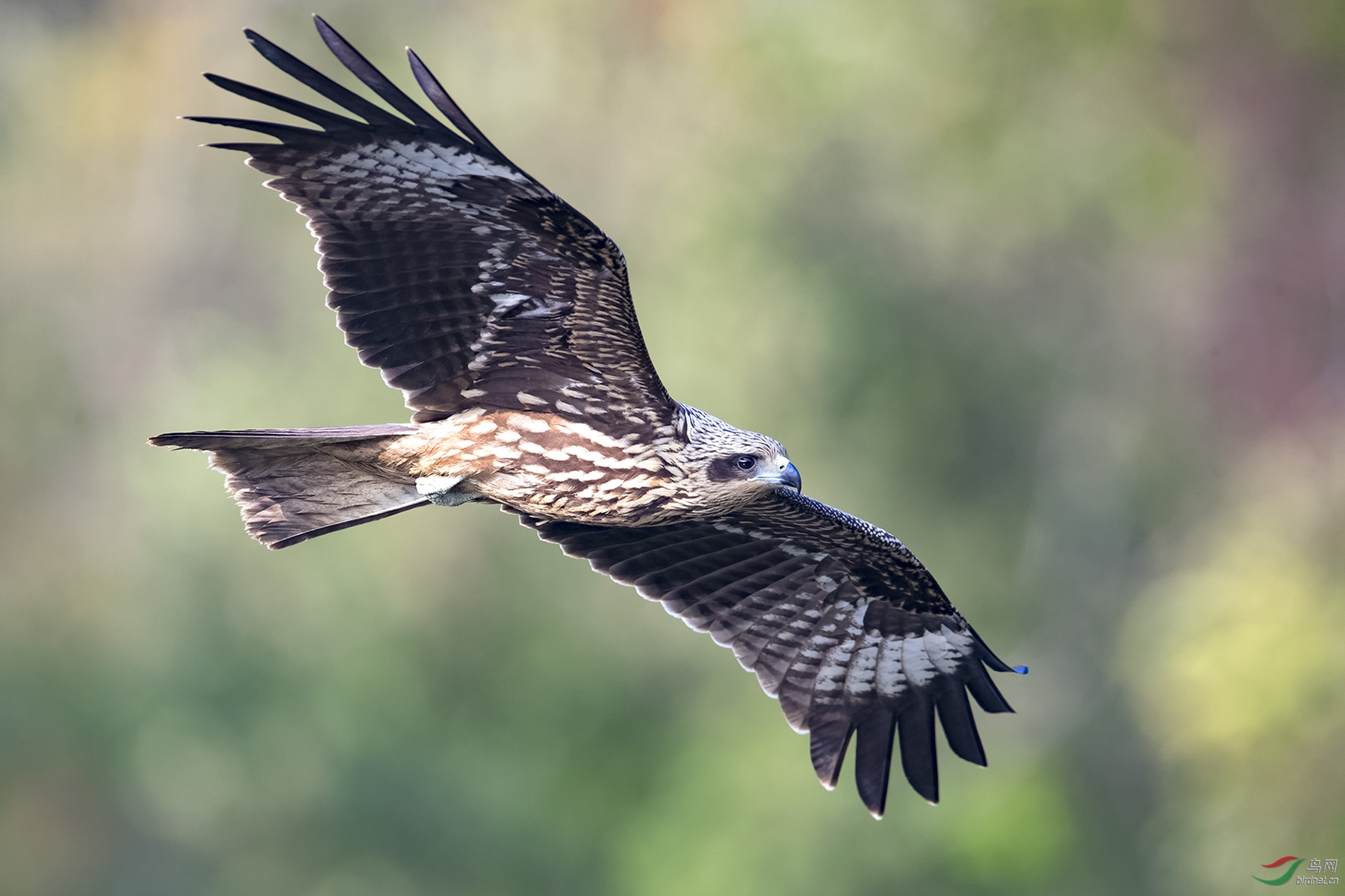 黑耳鸢的空中肖像