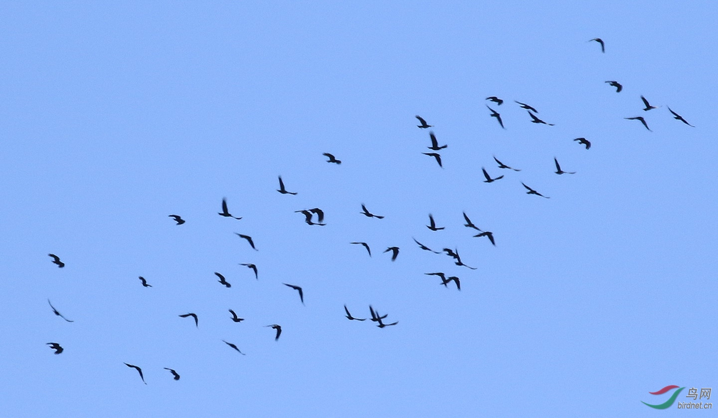 高空盘旋大群鸦