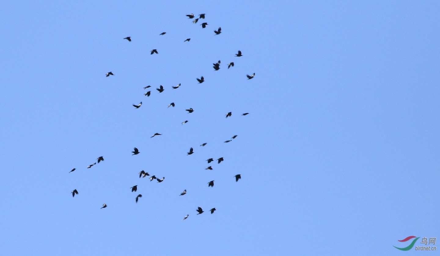 高空盘旋大群鸦