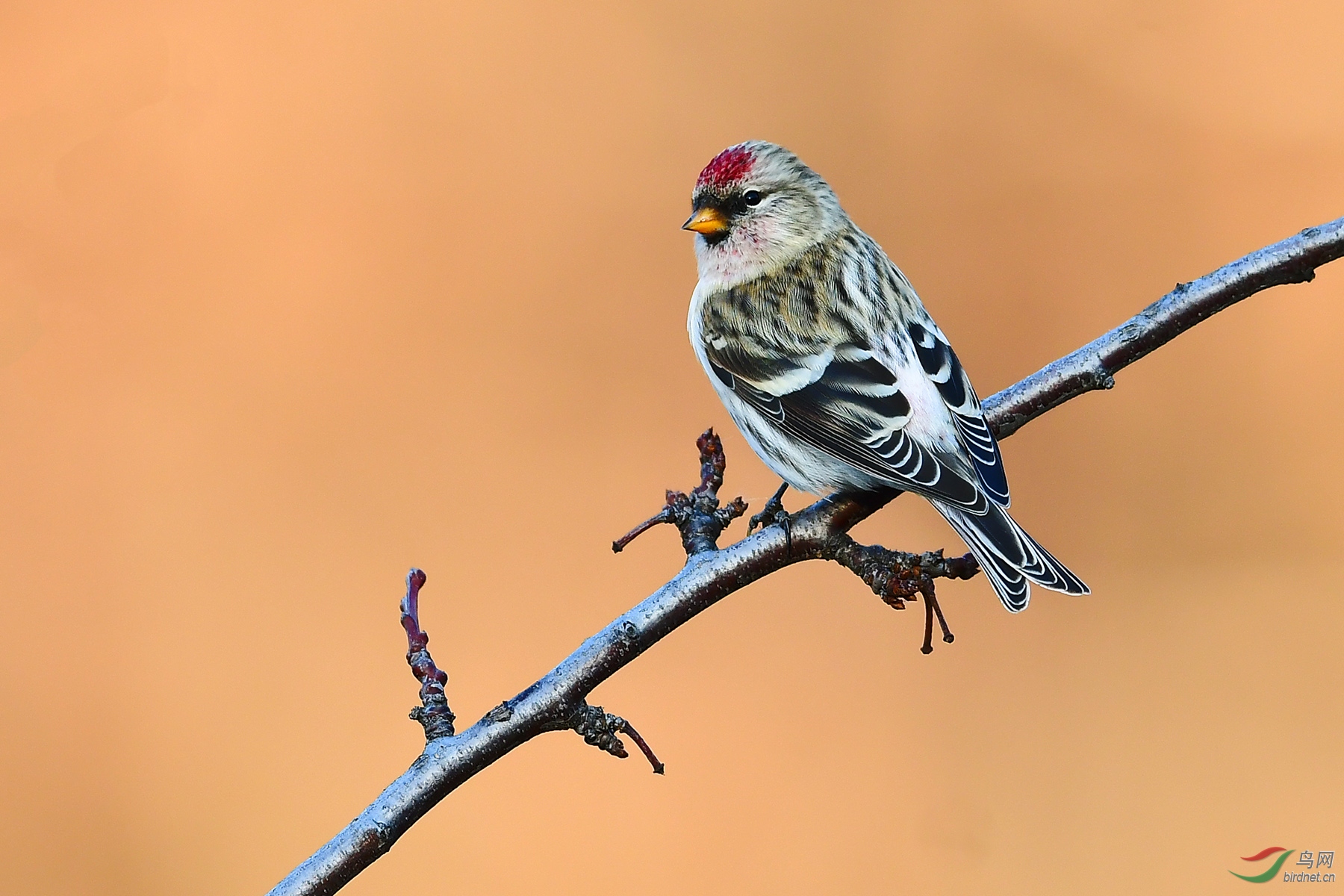 白腰朱顶雀 - 广西版 guangxi鸟网