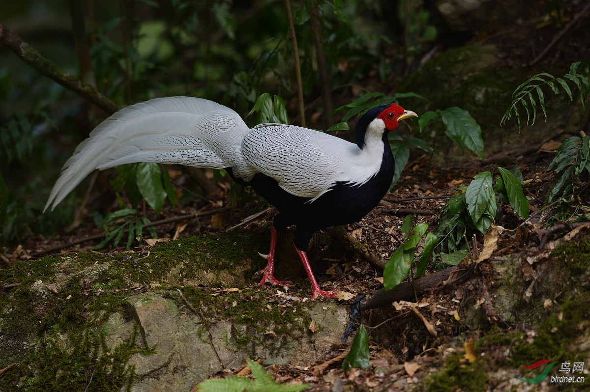 論壇 69 主題區 69 野生鳥類 69 白鷳