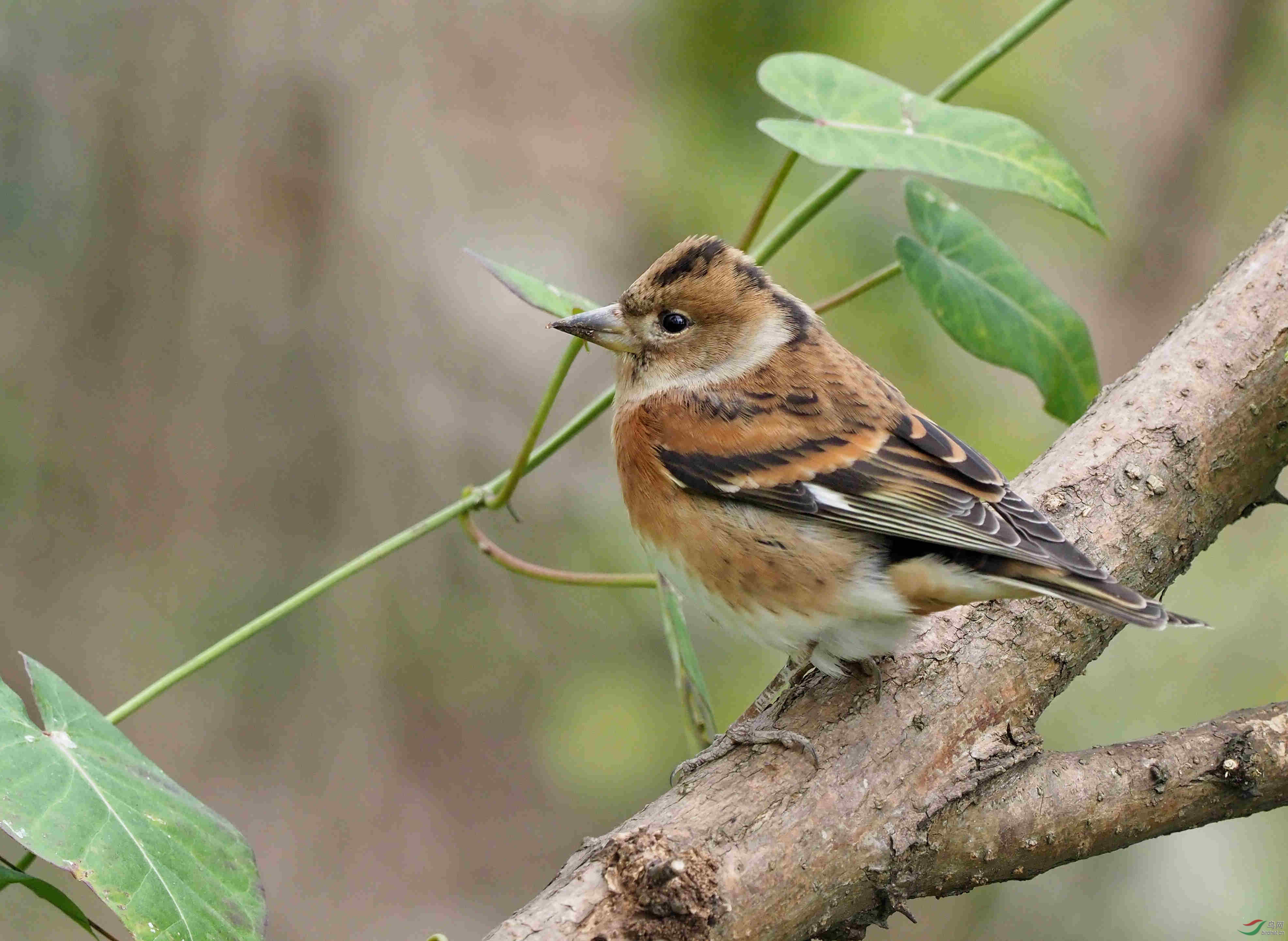 向老师们请教鸟名