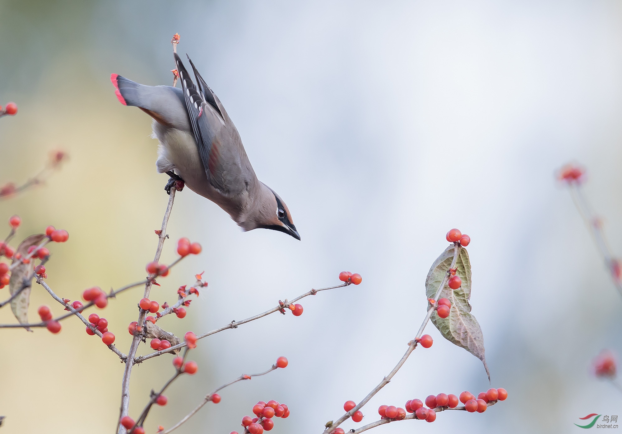 小太平鸟吃红果