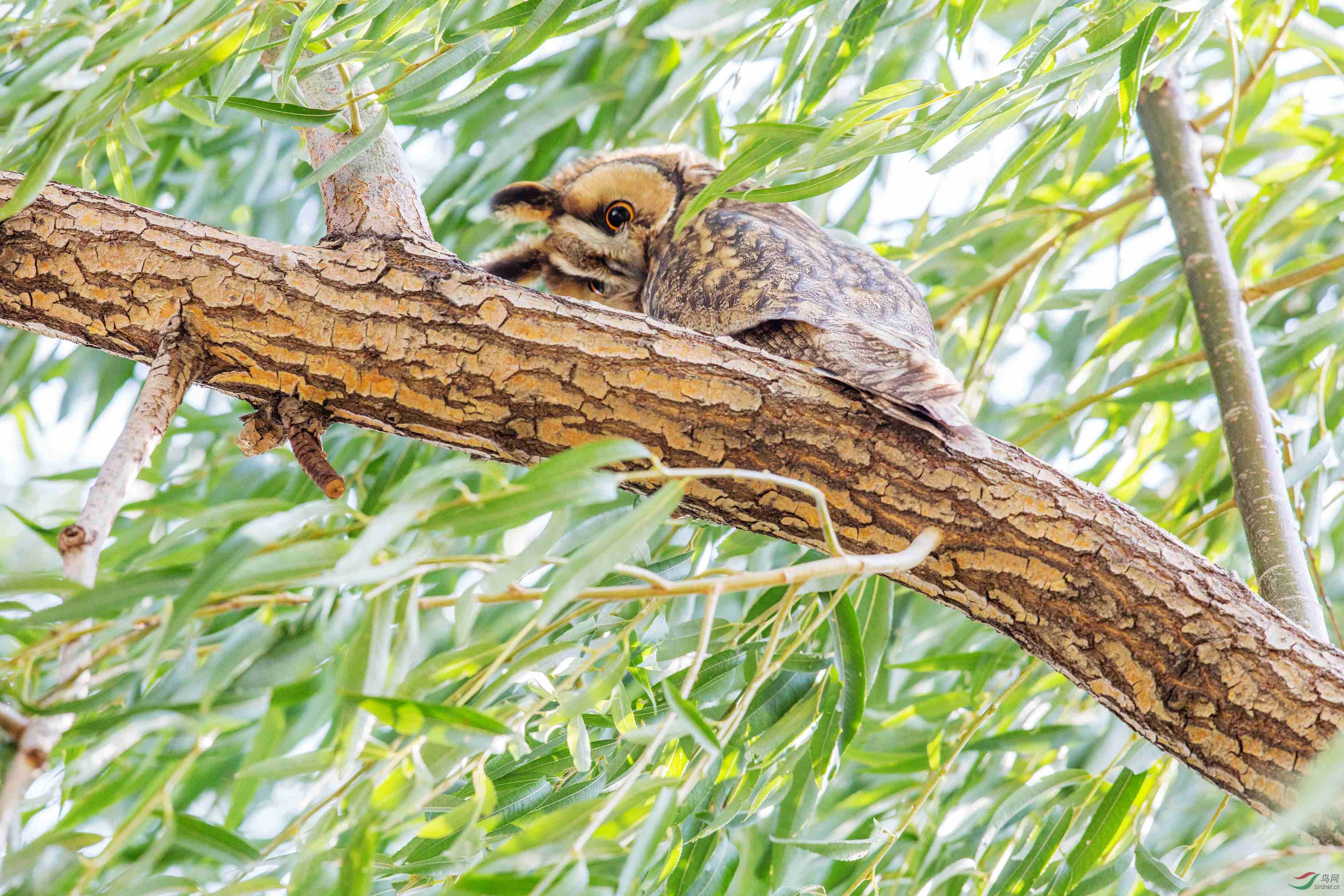 胆怯的长耳林鸮