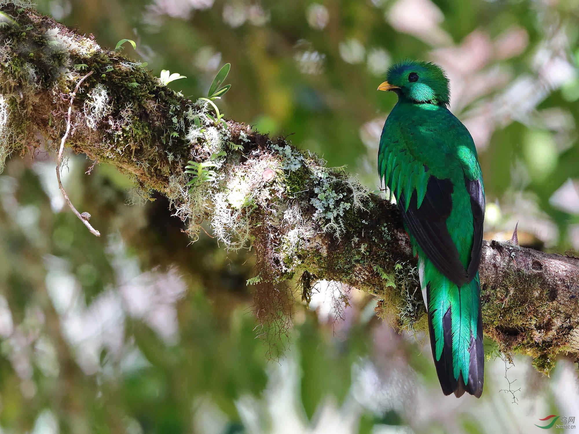 (凤尾绿咬鹃)凤尾绿咬鹃拍摄散记