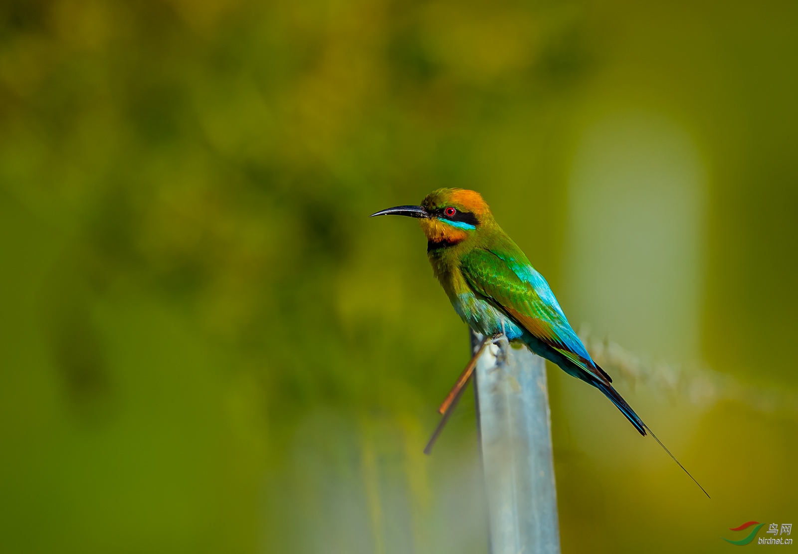 围栏上的彩虹蜂虎澳洲特有鸟种