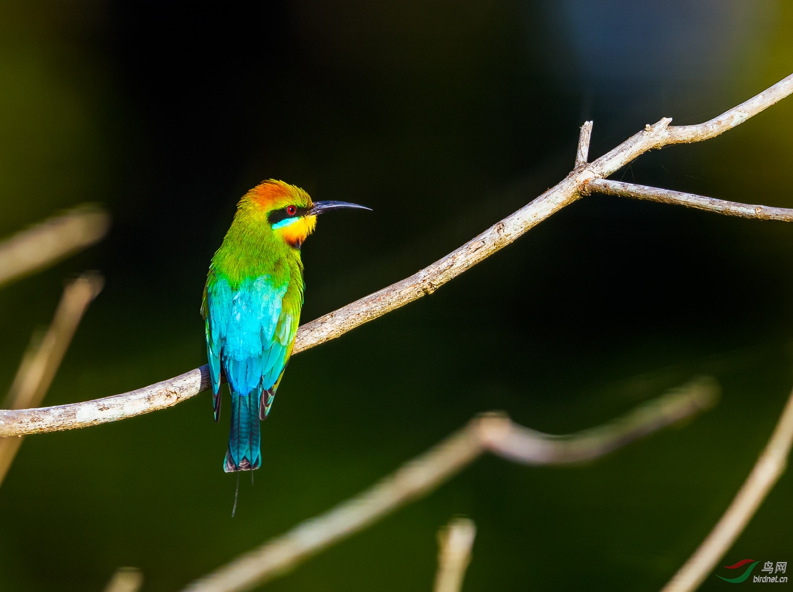 彩虹蜂虎澳洲特有鸟种