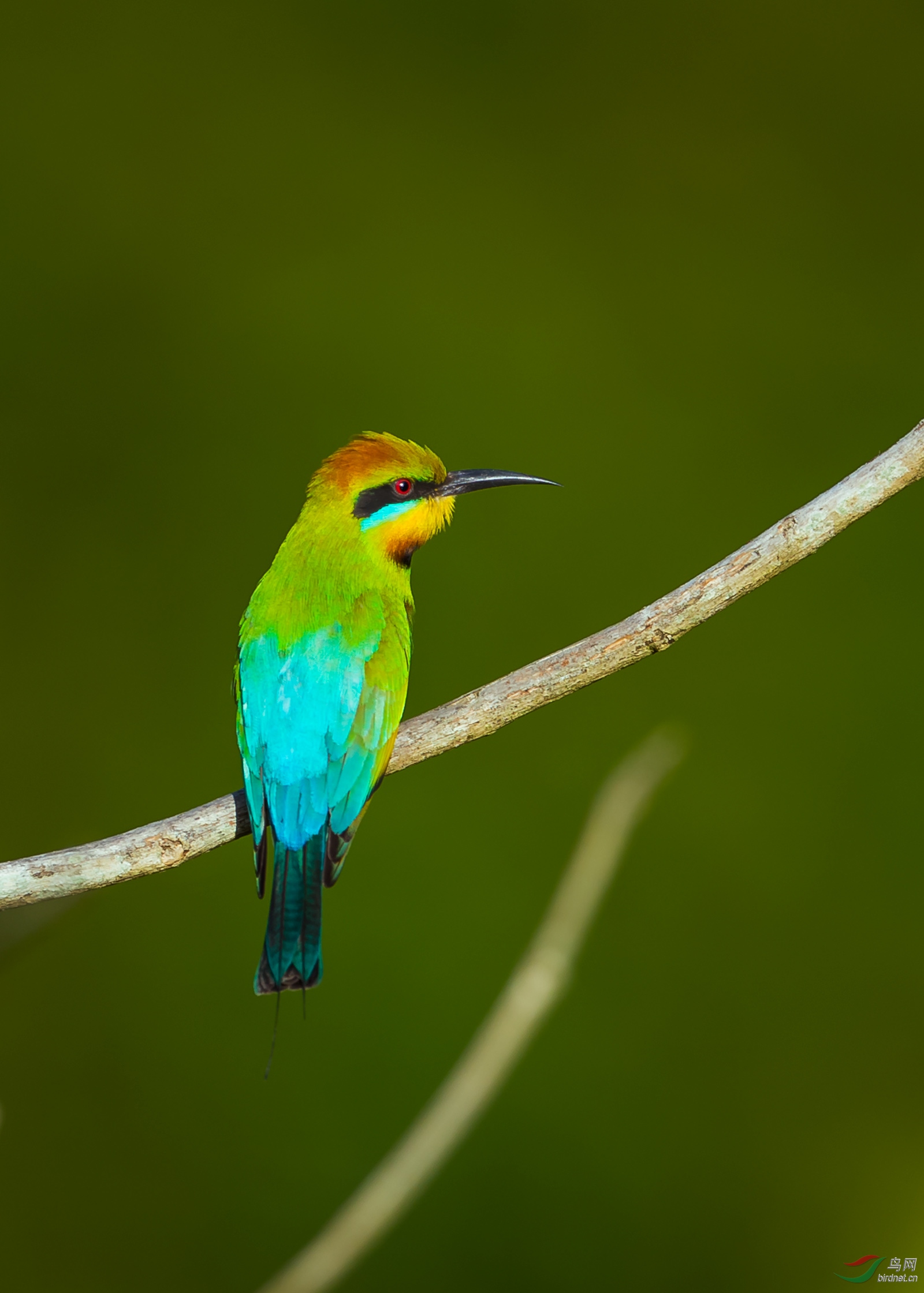 夕阳彩虹蜂虎澳洲特有鸟种