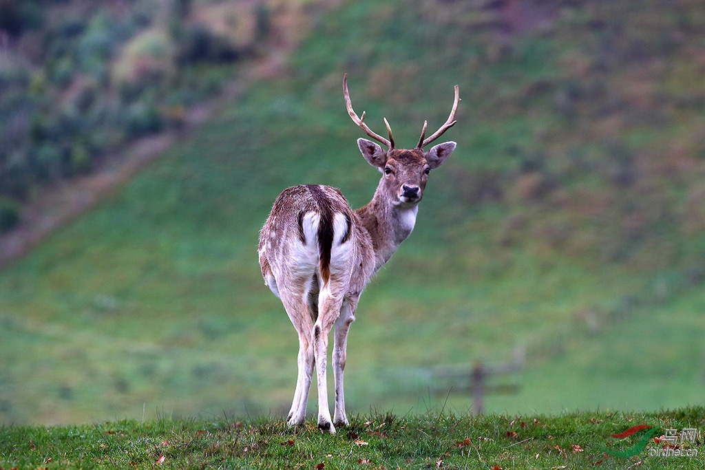 澳洲白臀鹿贺图获首页野生动物每日精华